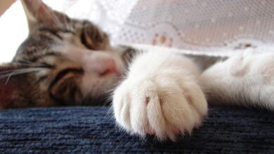 “You Need More Sleep”: A Hilarious Author Interview