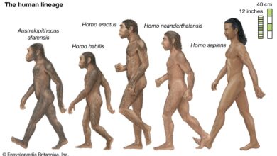 Human evolution – Brain Size, Adaptations, Fossils