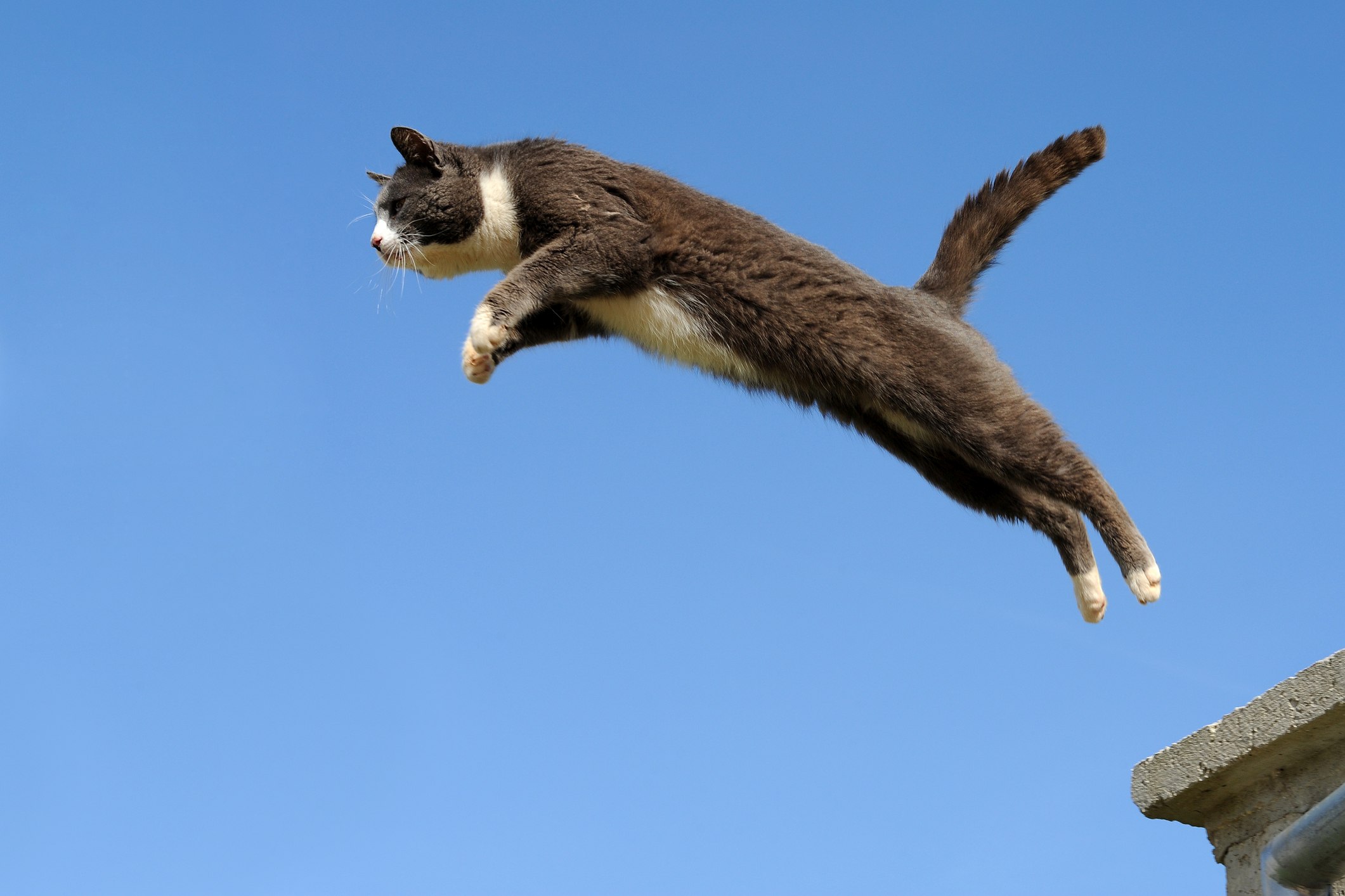 Picture Prompts: Big Jump Grey and white tuxedo cat jumping against a blue sky