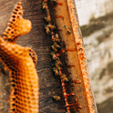Lessons from the hive – South Carolina Honors College